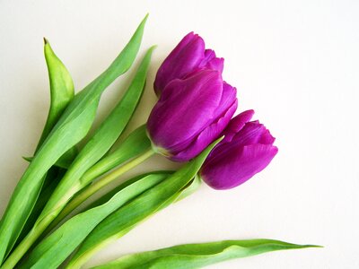 Purple tulips spring flower plant photo