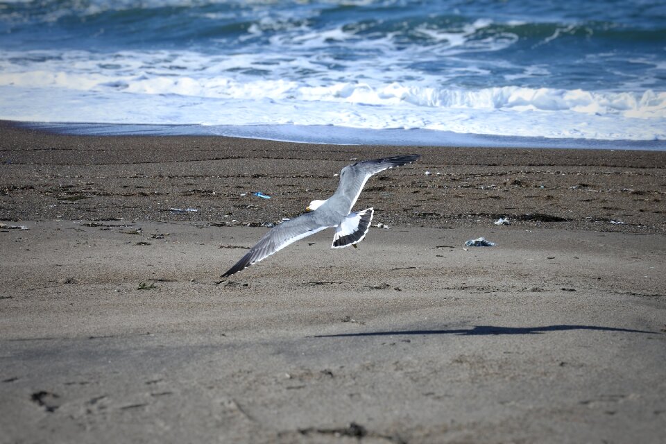 Wave sea gull seagull