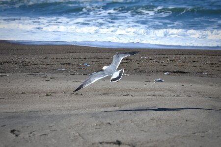 Wave sea gull seagull
