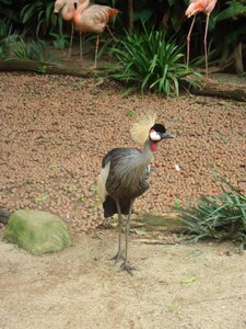 Zoo crest crowned crane photo