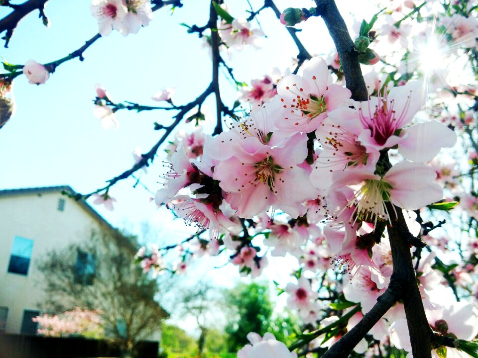 Cherry flowers pink flowers natural photo