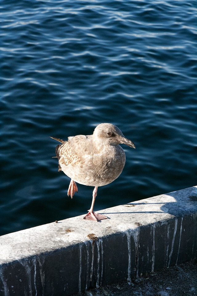 Port america bird