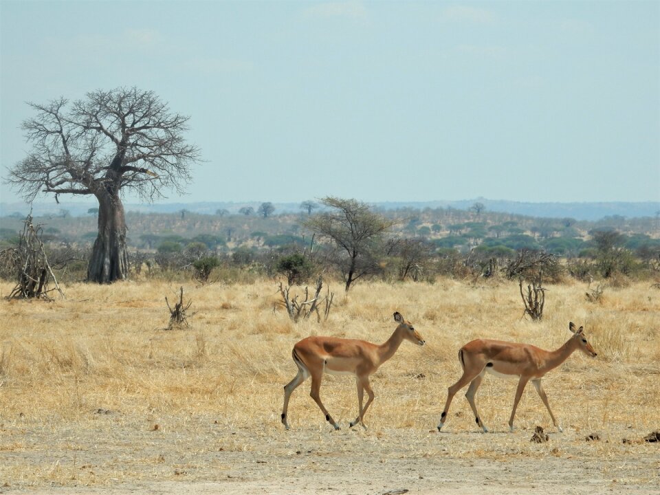 Africa tanzania safari