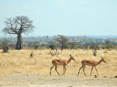 Africa tanzania safari