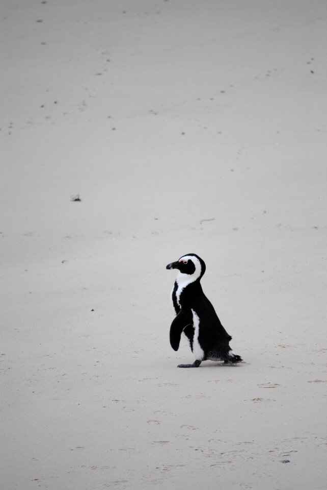 South africa cape town boulders beach