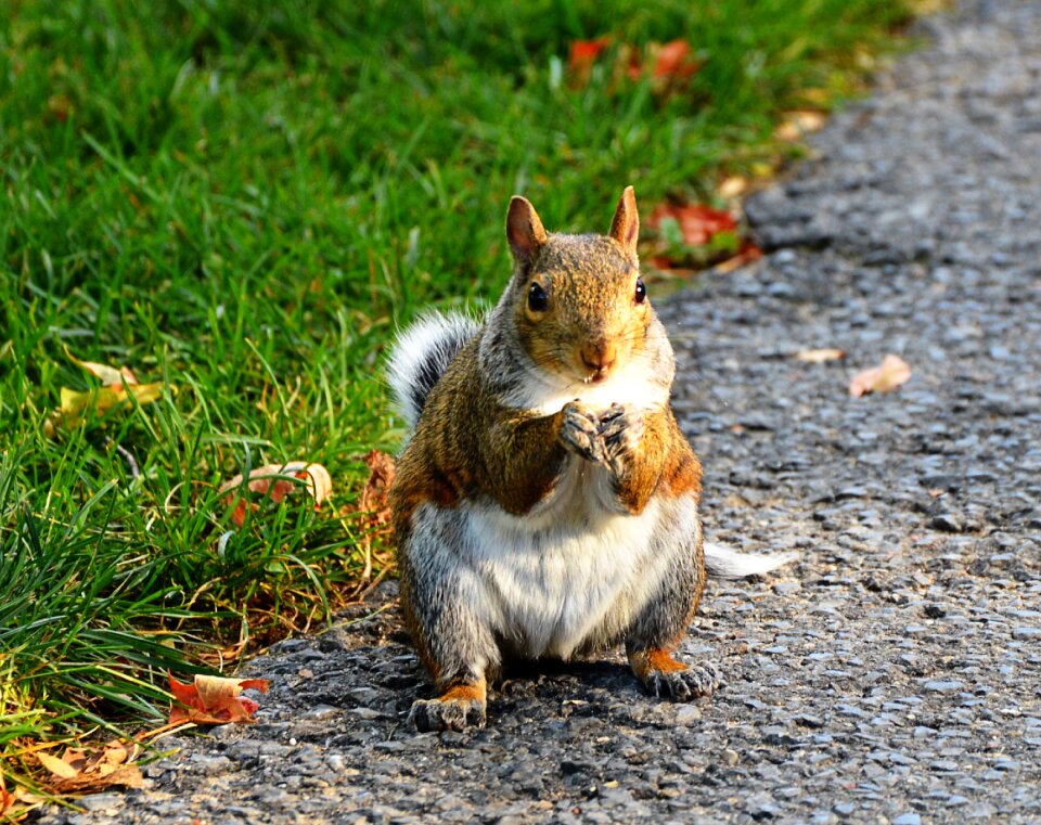 Animal wild rodent