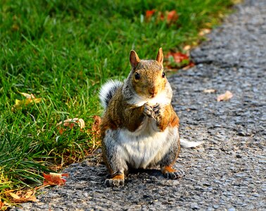 Animal wild rodent
