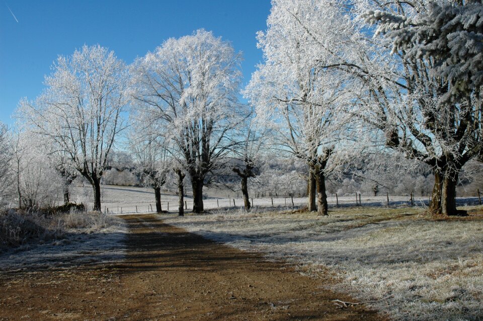 Frost nature tree