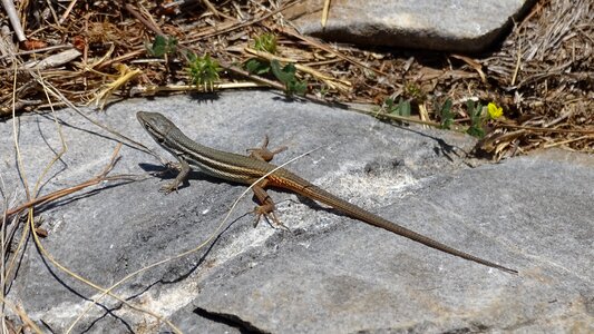 Lizard reptiles fauna