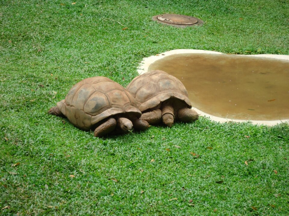 Hull animal reptile