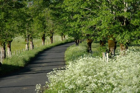 Tree white path photo