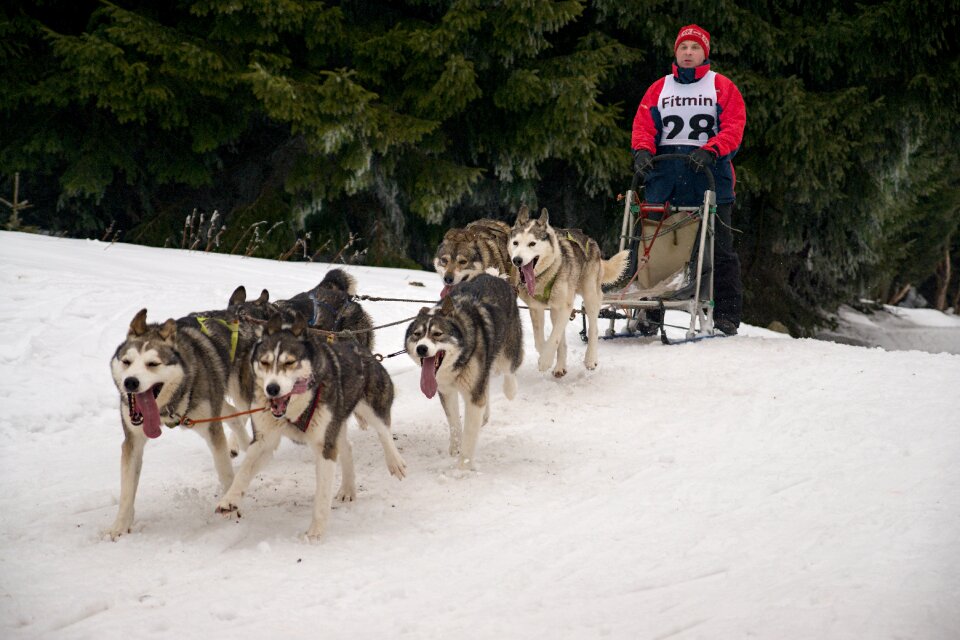 Dog sleigh mushing