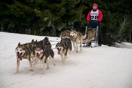 Dog sleigh mushing photo