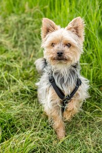 Yorkshire terrier small dog photo