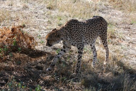 Nature africa wild animals photo