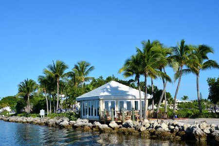 Sea wide palm trees