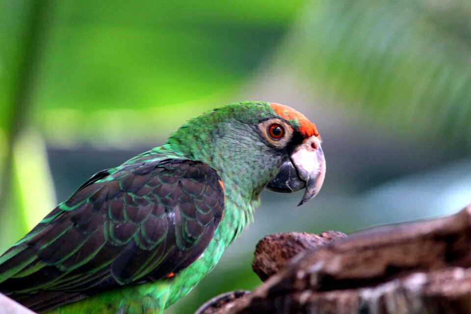 Bill animal tropics
