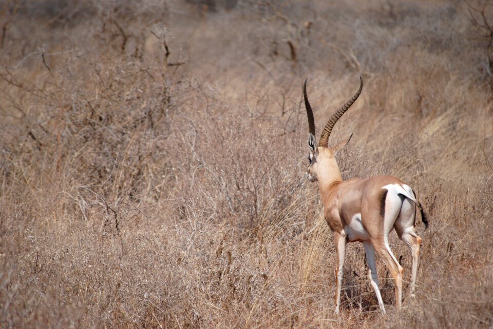 Springbok antelope national park