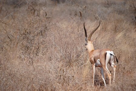 Springbok antelope national park photo