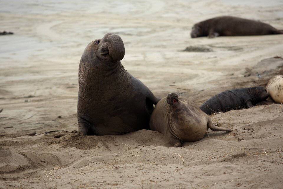 Nature marine wildlife