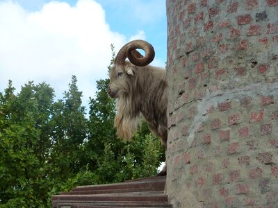 Animals horns