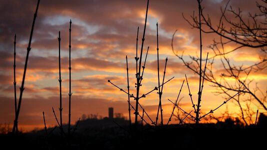 Trees evening mood