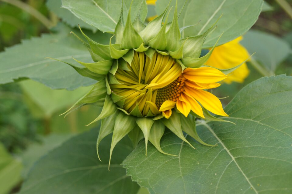 Bud plant summer