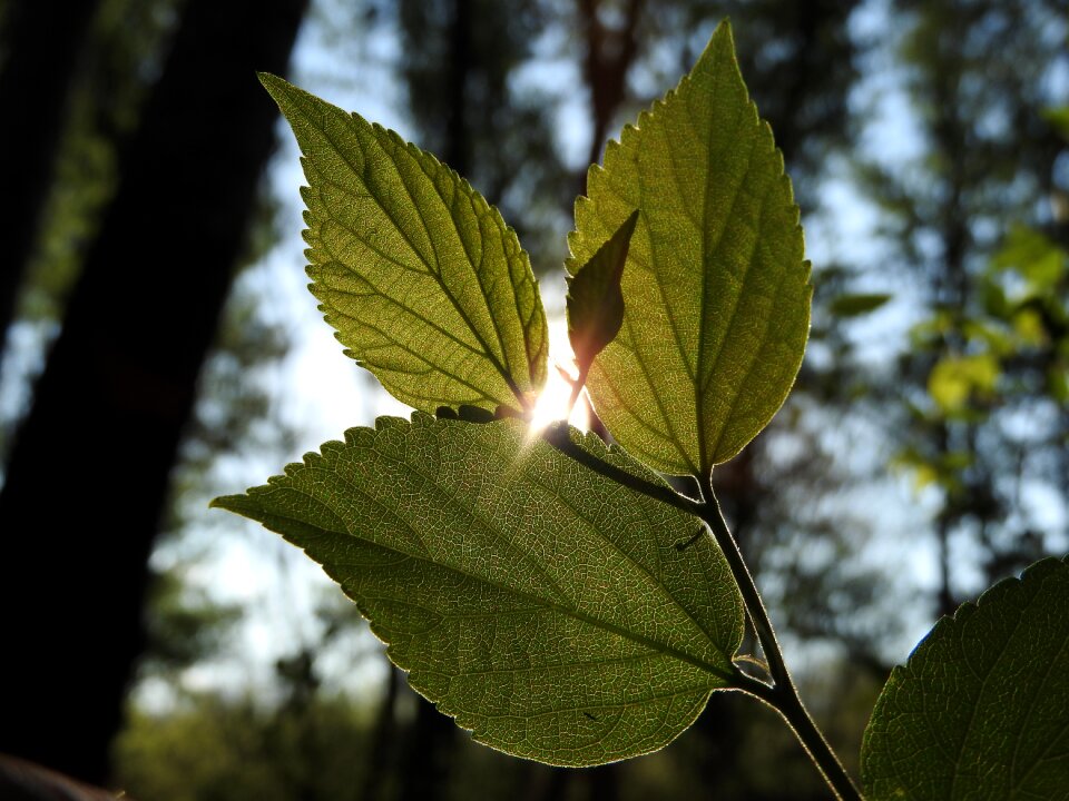 Sunbeam green