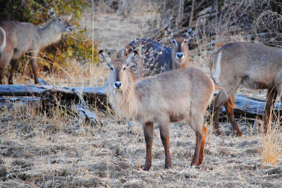 Zambia south luangwa animal