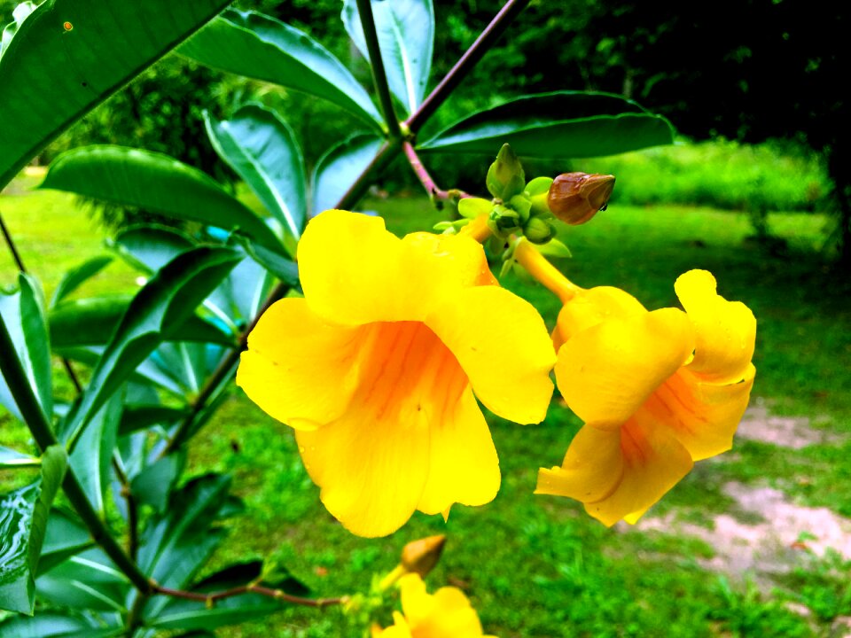 Spring garden plant