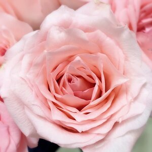 Flower valentine love