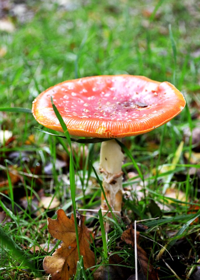Mushroom nature forest
