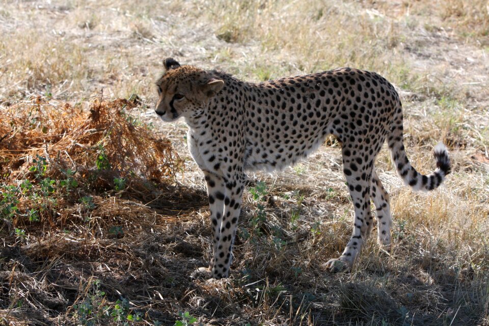 Nature wild animals africa