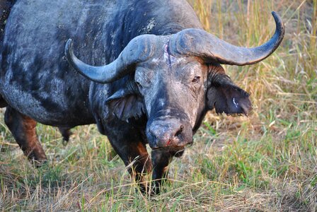 Africa safari national park
