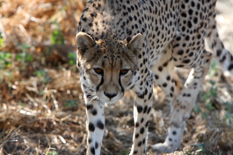 Nature wild animals africa