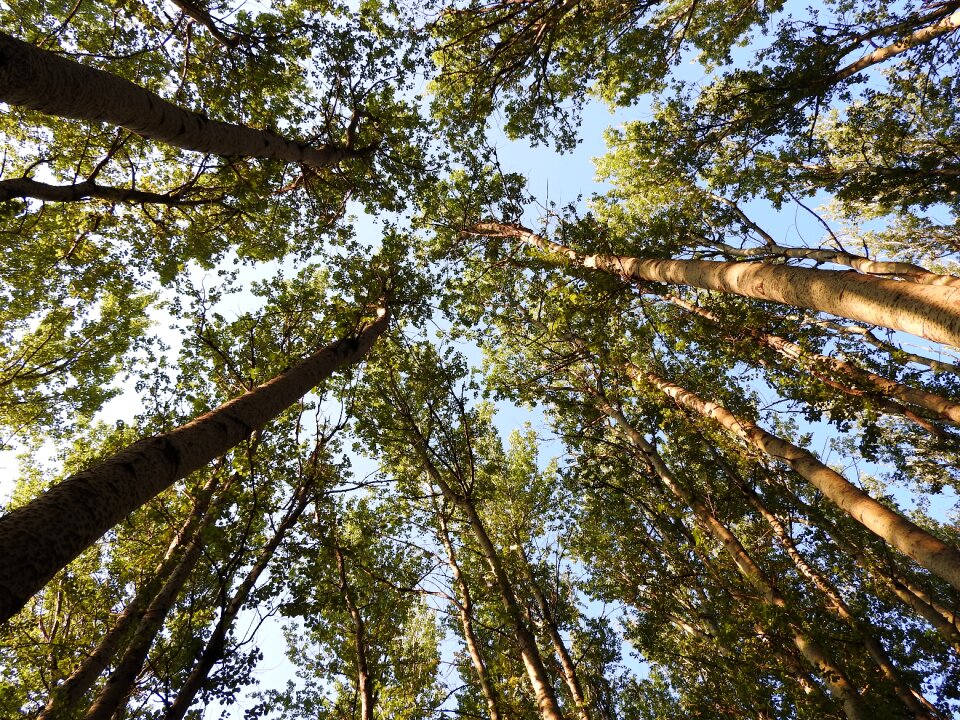Sky forest environment
