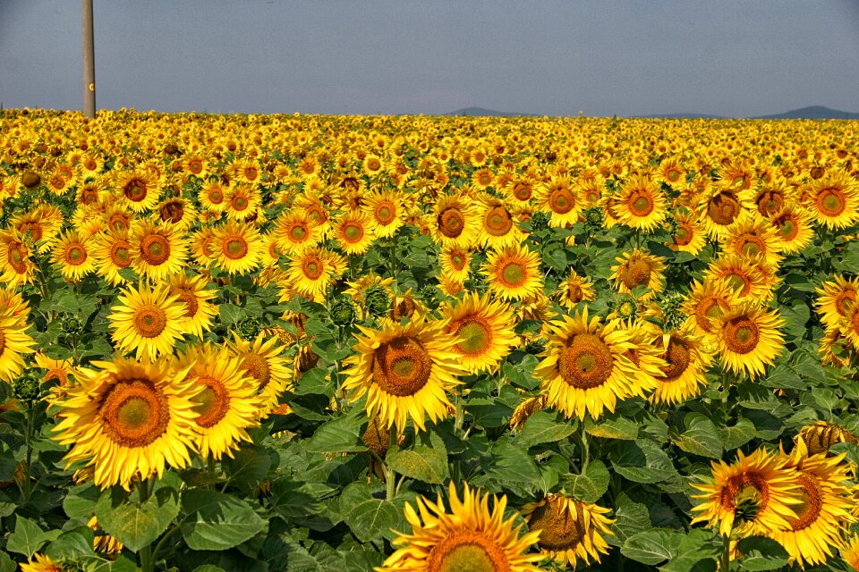 Nature plant agriculture