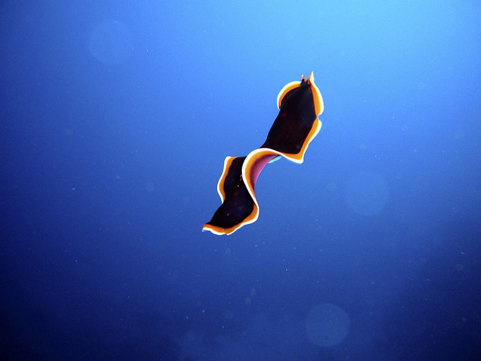 Meeresbewohner diving underwater
