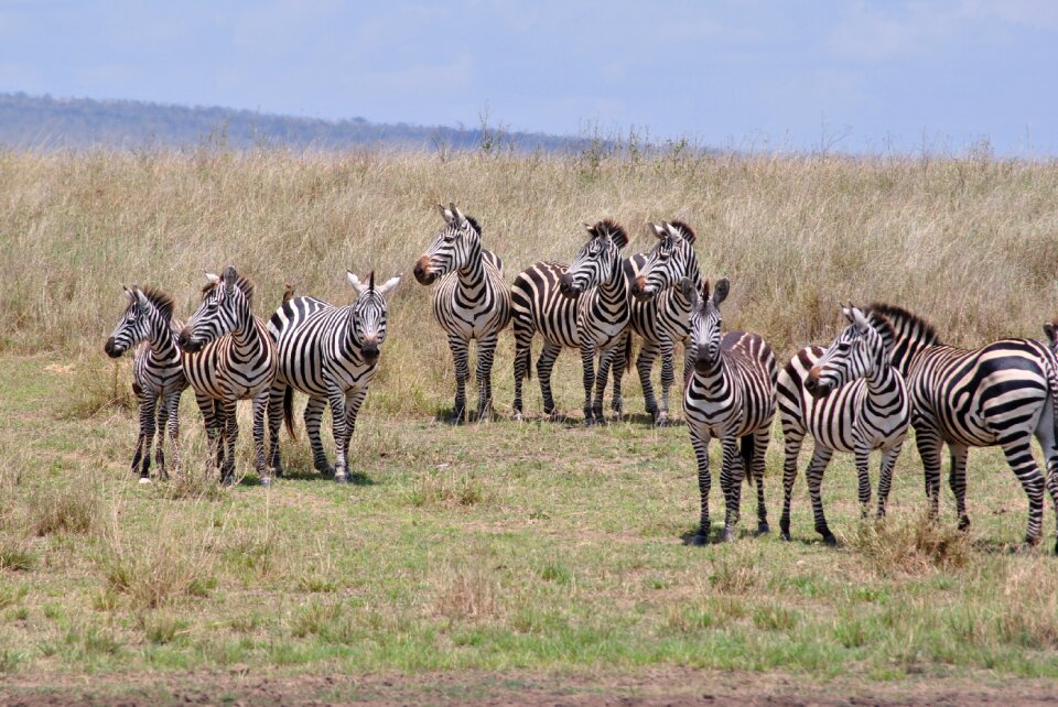 Safari serengeti zebra
