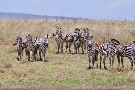 Safari serengeti zebra