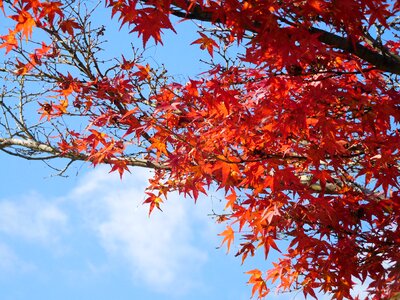 Red maple leaf blue day photo