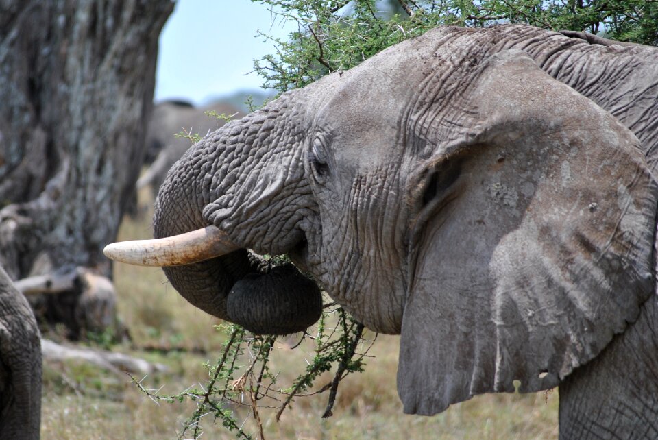 Safari serengeti elephant