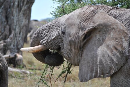 Safari serengeti elephant photo