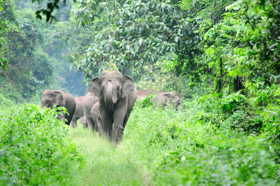 Forest india fauna