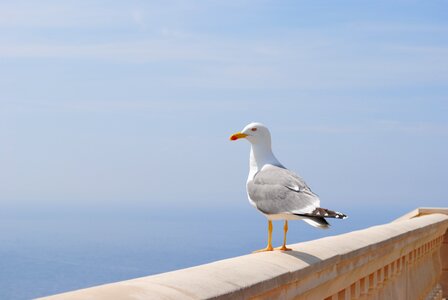 Mallorca balearic islands bird