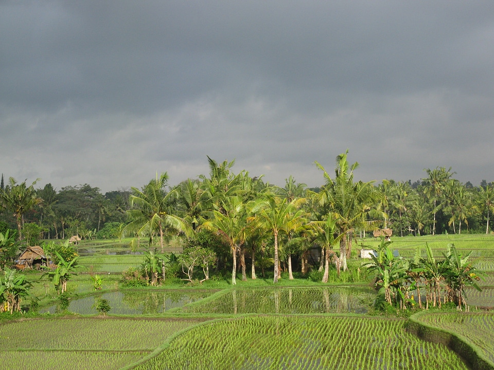 Agriculture rice crop