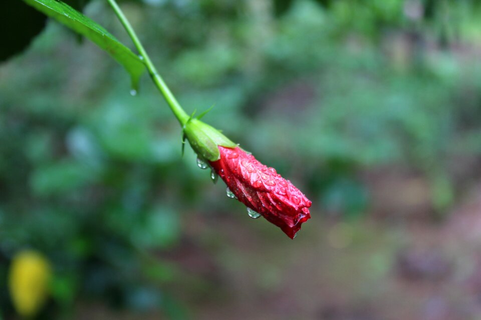 Garden love