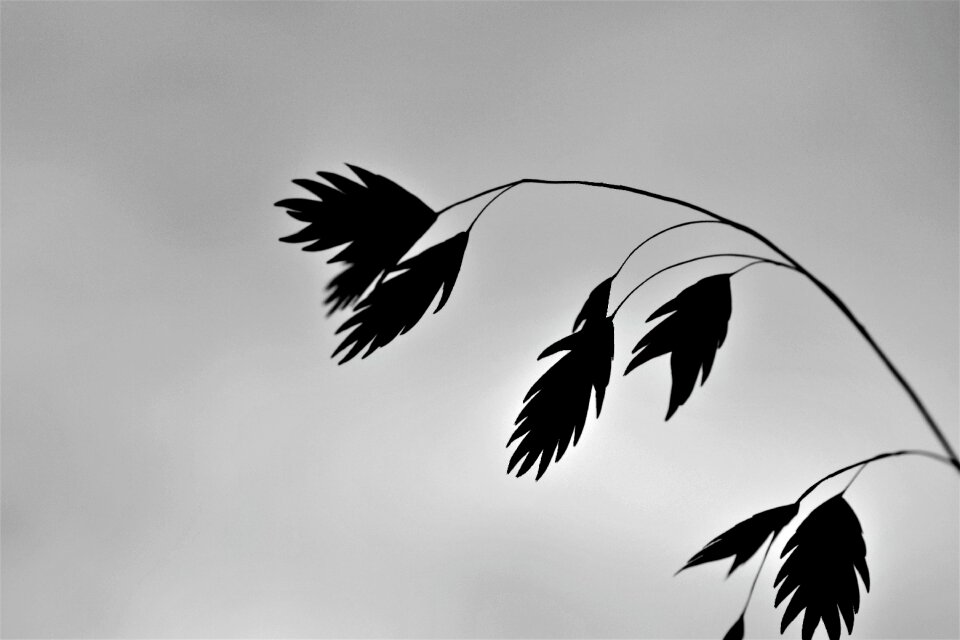 Grasses nature meadow