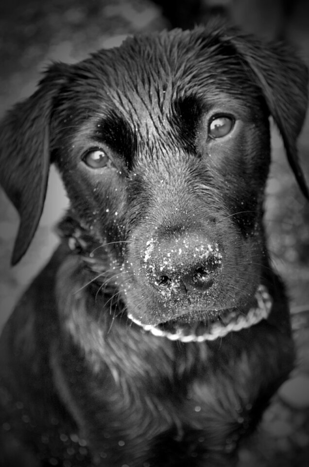 Retriever pet puppy