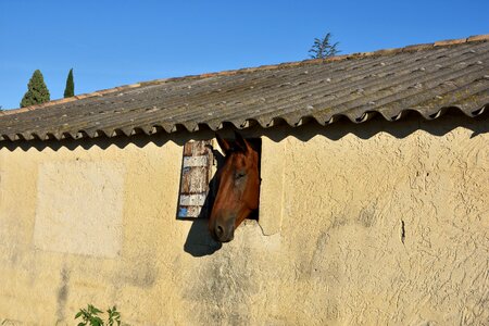 Balm of venice horse window